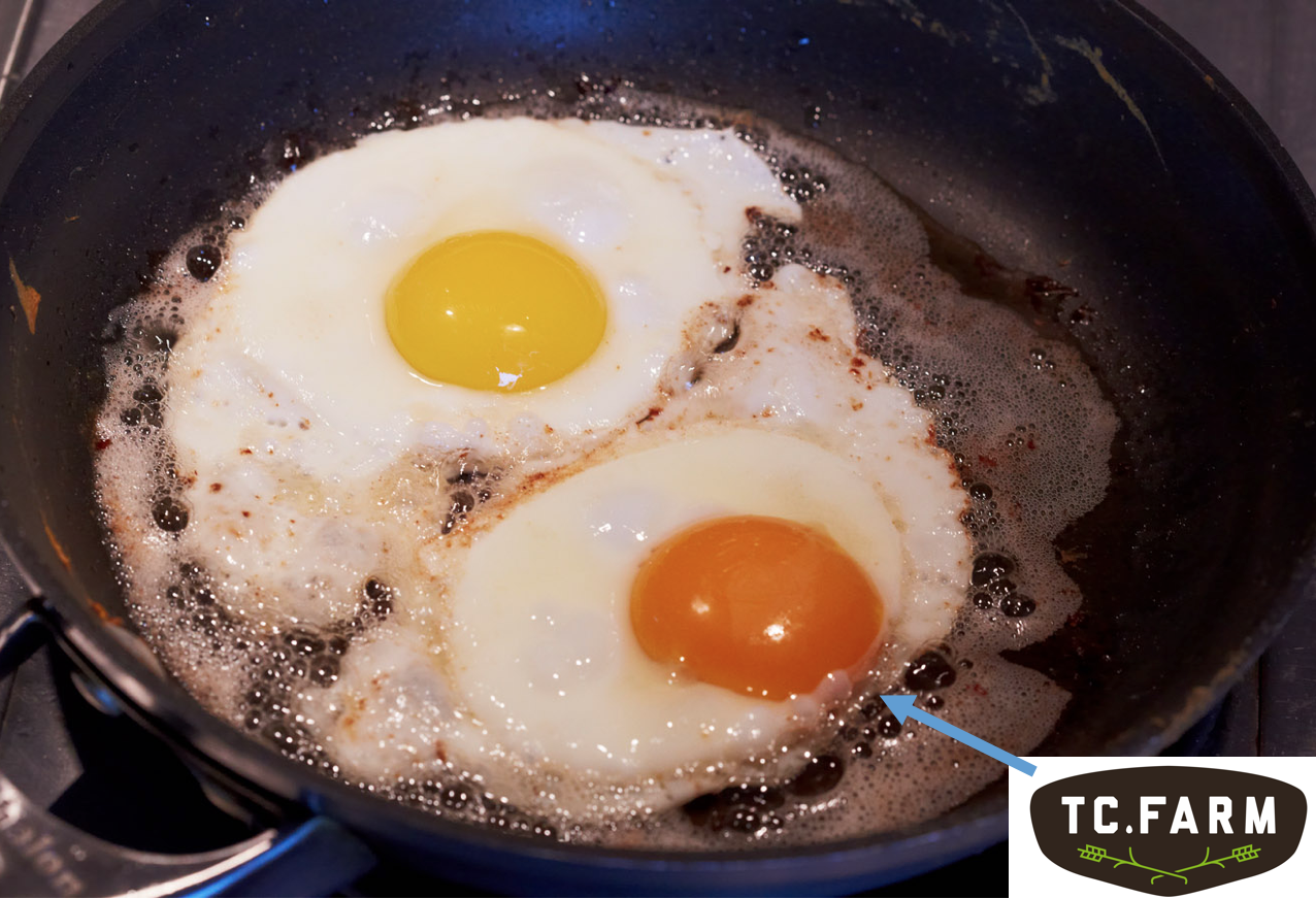 Pasture Raised Egg Comparison
